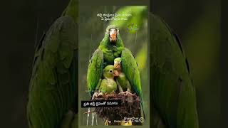 Amma thalli ni minchina dhevatha ledhu [upl. by Jethro]