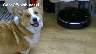 treats on Roomba  ルンバにオヤツを乗せてみた 20140518 GoroWelsh corgi コーギー 870 [upl. by Launcelot]