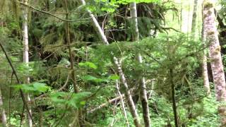 Hoh Rainforest in Olympic National Forest Washington IMG 0106 [upl. by Aenej524]