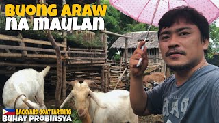 BUONG ARAW NA MAULAN Pag aalaga ng kambing Backyard Goat Farming Buhay Probinsya ron revilla [upl. by Imelida]