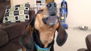 Walker the coonhound sings the song of his people [upl. by Nylitsirk]