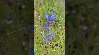 Flowers of our south Norfolk fields  Vipers Bugloss [upl. by Service]