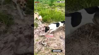 Dog Attacks on Snake shorts ytshorts viralshorts dog [upl. by Aid]