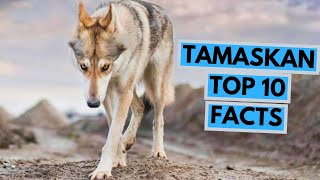 Tamaskan Dog  TOP 10 Interesting Facts [upl. by Meedan355]