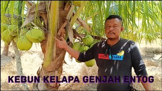 Analisa Bisnis Kebun Kelapa Genjah Entog [upl. by Aela510]