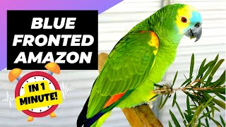 BlueFronted Amazon  In 1 Minute 🦜 One Of The Most Beautiful Parrots In The World  1MinuteAnimals [upl. by Anna314]