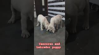 Top Quality Concorso And Labrador puppy ayush saxena sanu dog concorso Labrador labradorlovers [upl. by Aniraz]