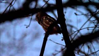 eastern screech owl at night [upl. by Hamnet774]