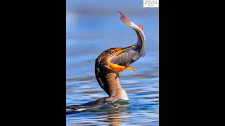 Cormorants Epic Fish Battle Natures Wild Struggle to Swallow Prey [upl. by Elleryt]