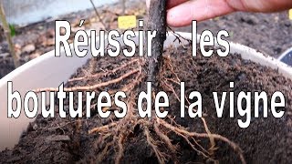 Vigne Comment réussir le bouturage de la vigne [upl. by Anwahsed]