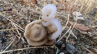 Casper the friendly botryoidal chalcedony [upl. by Nemrac]