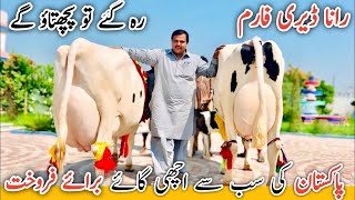 Rana dairy farm Pakistan no1 cows fram in punjab Australian friesian cross cows hf cows for sale [upl. by Noiroc487]