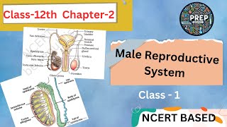 Male Reproductive System  Class 12th Biology  Ch  2 Human Reproduction  Lec  1 EN [upl. by Ecineg829]