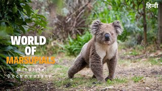 World of Marsupials  हिन्दी डॉक्यूमेंट्री  Wildlife documentary in Hindi [upl. by Cordle]