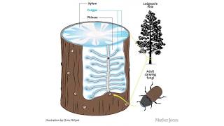 Bark Beetles Part 1 Intro [upl. by Cornell]