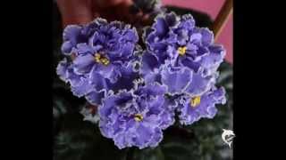 2 africanviolet Usambaraveilchen Saintpaulia Мои фиалки [upl. by Toiboid]