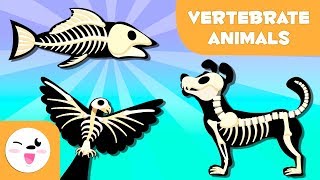 Vertebrate Animals for kids Mammals fish birds amphibians and reptiles [upl. by Ecam636]