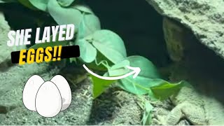 OMG 😱 My bearded dragon laid eggs [upl. by Hewart]