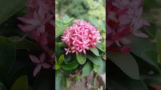 Ixora Flower plant gardening flowerplant ixora viralshorts viralreels [upl. by Vola]