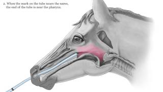 Equine Nasogastric Intubation [upl. by Kiona]