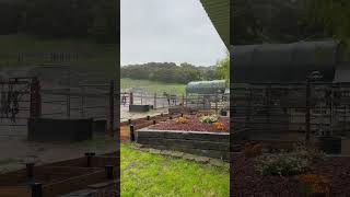 Barn cleanup on a rainy day asmr horse nature shorts [upl. by Atnoid]