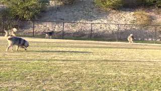 Blue Fairy Otterhounds 2021  Roaming in the Baseball Field [upl. by Atilrahc]