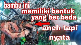 wujud bambu naga saturu tali mongso yang jarang di temukancawoktv [upl. by Anehta219]