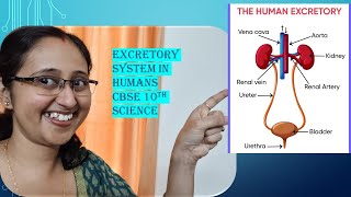 ExcretionInHumansKidneyNephronDialysisLifeProcessesCBSE10thBiology [upl. by Ynohtnad]