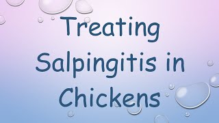 Treating Salpingitis in Chickens [upl. by Ailegra]