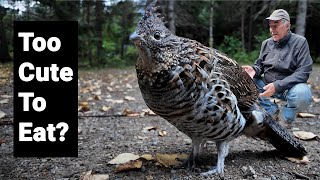 Tour Kouchibouguac National Park with this Ruffed Grouse [upl. by Anyalram311]