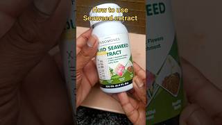 How to use seaweed extract fertilizer in plants seaweed fertilizer plants garderning garden [upl. by Ocihc830]