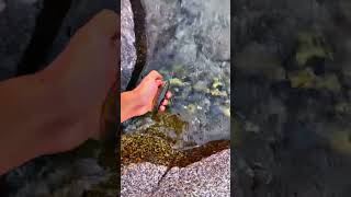 fishing trouts gilgitbaltistan lakelifeisthebestlife pakistan [upl. by Maller]