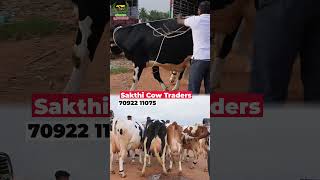 HF cows cow agriculture dairyfarming dairycows vivasayaarvalargal shorts [upl. by Esma]