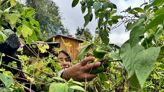 Cosechando los primeros chiles Canarios así es como las conservo para acompañar mis comidas [upl. by Oskar]