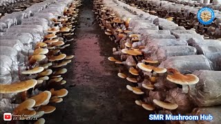 Ganoderma Mushroom Cultivation Training by SK MD RAFIK  Mushroom Cultivation In India [upl. by Anthea]