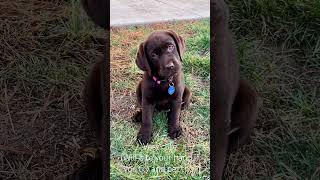 animals funny puppy Very cute pettable dog [upl. by Alvis]