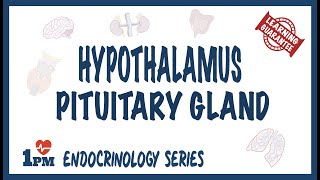 Hypothalamus amp Pituitary Gland [upl. by Evander]