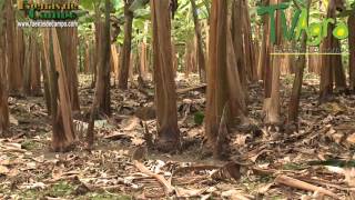 Cómo cultivar plátano  TvAgro por Juan Gonzalo Angel [upl. by Noraf]