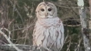 WoW unbelievable first time seeing a barred owl also known as the northern barred owl 🦉chouette [upl. by Manuel]