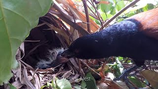 Greater Coucal Bird brings food to feed them babies [upl. by Haidebez408]