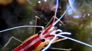 Skunk cleaner shrimp with eggs and a Peppermint Shrimp [upl. by Aciretal]