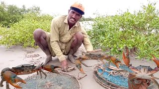 How to Catch Crabs with Round Nets in MangrovesDailylifeoffishermen [upl. by Erfert]