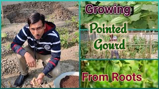 Growing Method of Pointed Gourd  Parwal  from Roots [upl. by Neelrad256]