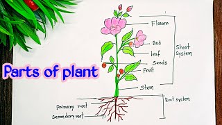 Parts of a plant  Parts of plant drawing easy  parts of plant project 🌳🌲 [upl. by Amikat]