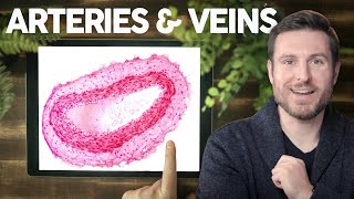 Blood Vessel Histology Explained for Beginners  Corporis [upl. by Nelia]