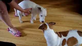 Parsons Jack Russell Terrier fitting Attack  Xylitol sweetner was the cause [upl. by Vaclava]