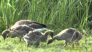 GRÅGÅS Greylag Goose Anser anser Klipp  699 SU [upl. by Cassandra]