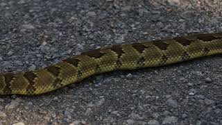 Timber Rattlesnake Crotalus horridus [upl. by Theresita]