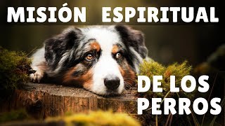 Misión Espiritual de los perros [upl. by Forester]