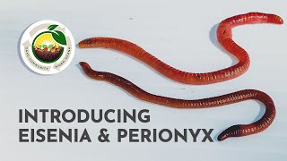 Introducing Eisenea amp Perionyx Your Composting Worms  Oʻahu Community Worm Ohana [upl. by Brandise778]